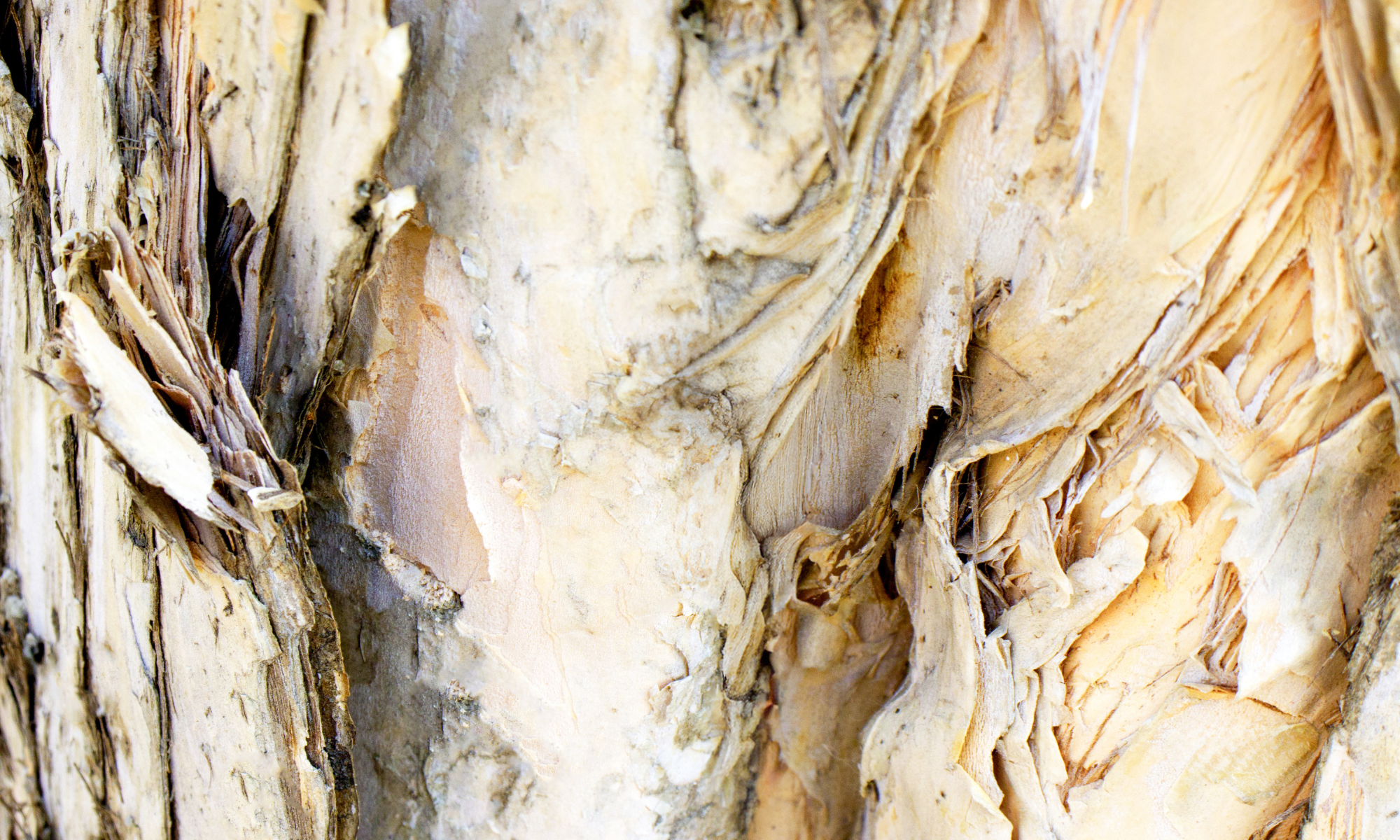 Is collagen good for gut health?