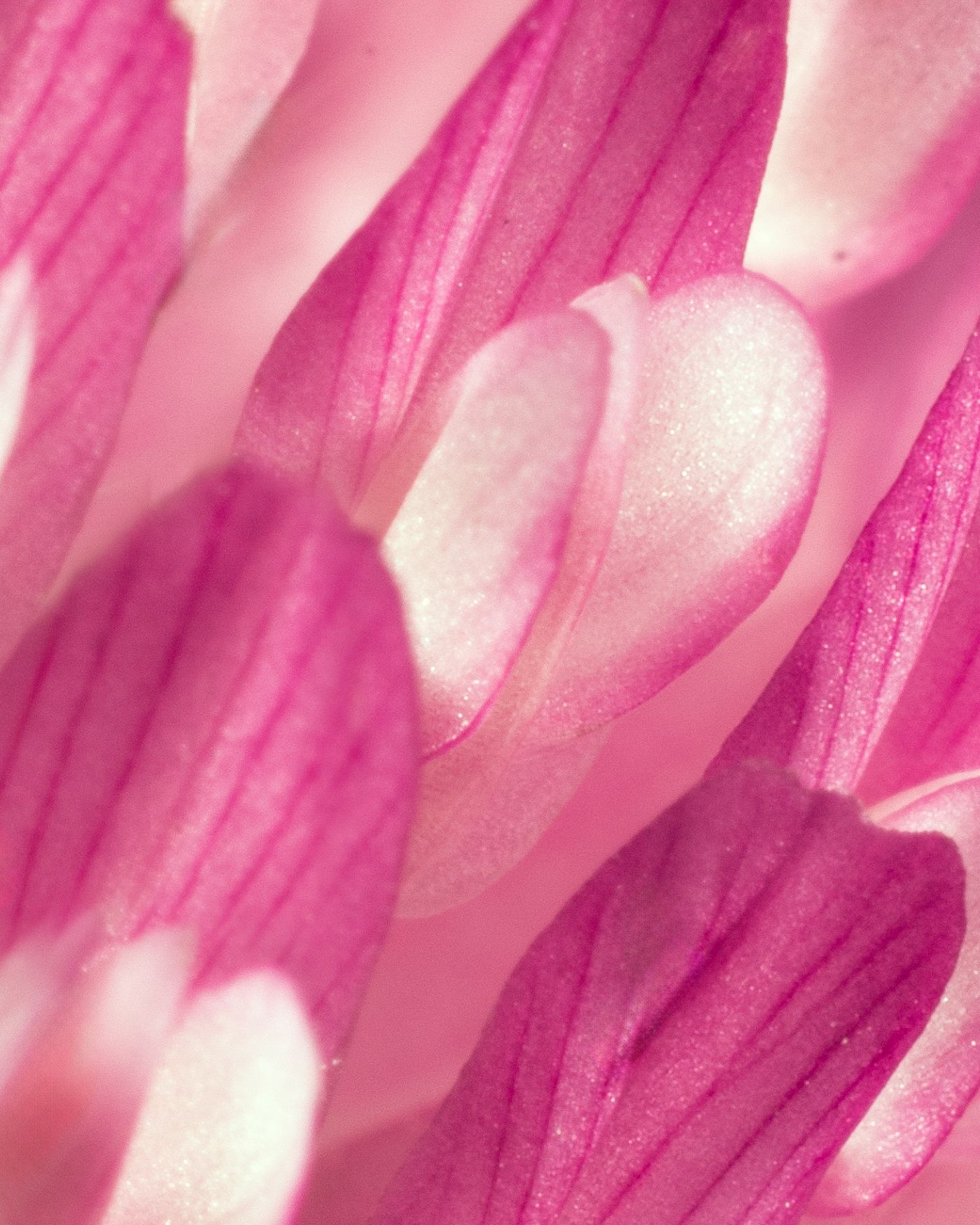 Red Clover Flower Extract