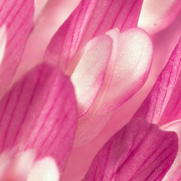 Red Clover Flower Extract