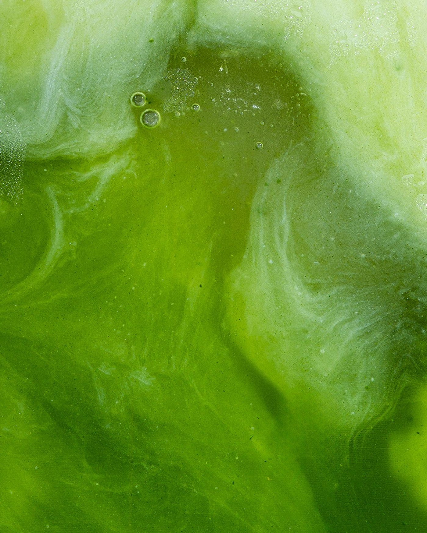 Green Tea Extract (L-Theanine)