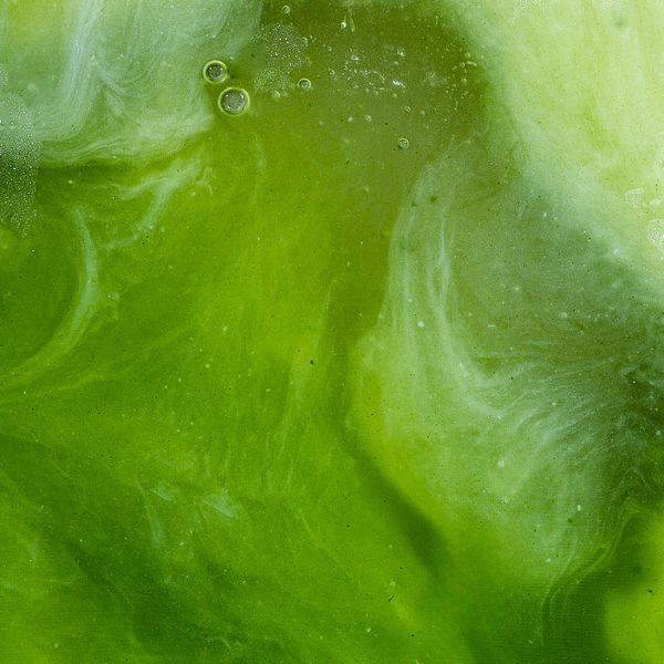 Green Tea Extract (L-Theanine)
